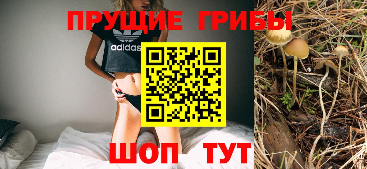 Дербент  Псилоцибиновые грибы Cubensis  Вход с VPN 